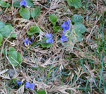 violets a great source of vitamin C